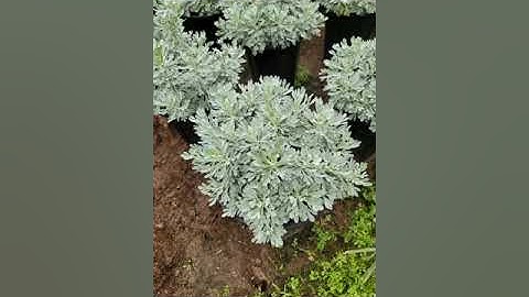 Cúc mốc vừa làm cảnh vừa lấy lá chữa ho rất hiệu quả mỗi nhà nên trồng 1  cây để dùng LH 0928286676.