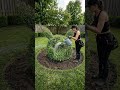 Can You Guess The Topiary in My Backyard?⚡🌿 Satisfying Timelapse