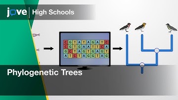 Phylogenetic Trees | Bio | Video Textbooks - Preview