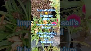 Lemon Fertilizer🍋 for Healthy plants#plantcare#podonkidekhbhsl#plantfood#viralvedio #gardening