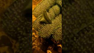 Posterior Megalodon Tooth Underwater #megalodon #fyp