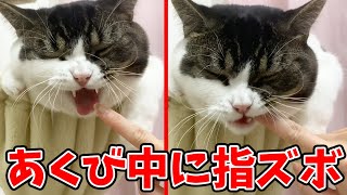 あくび中の息子猫に指ズボした結果…!