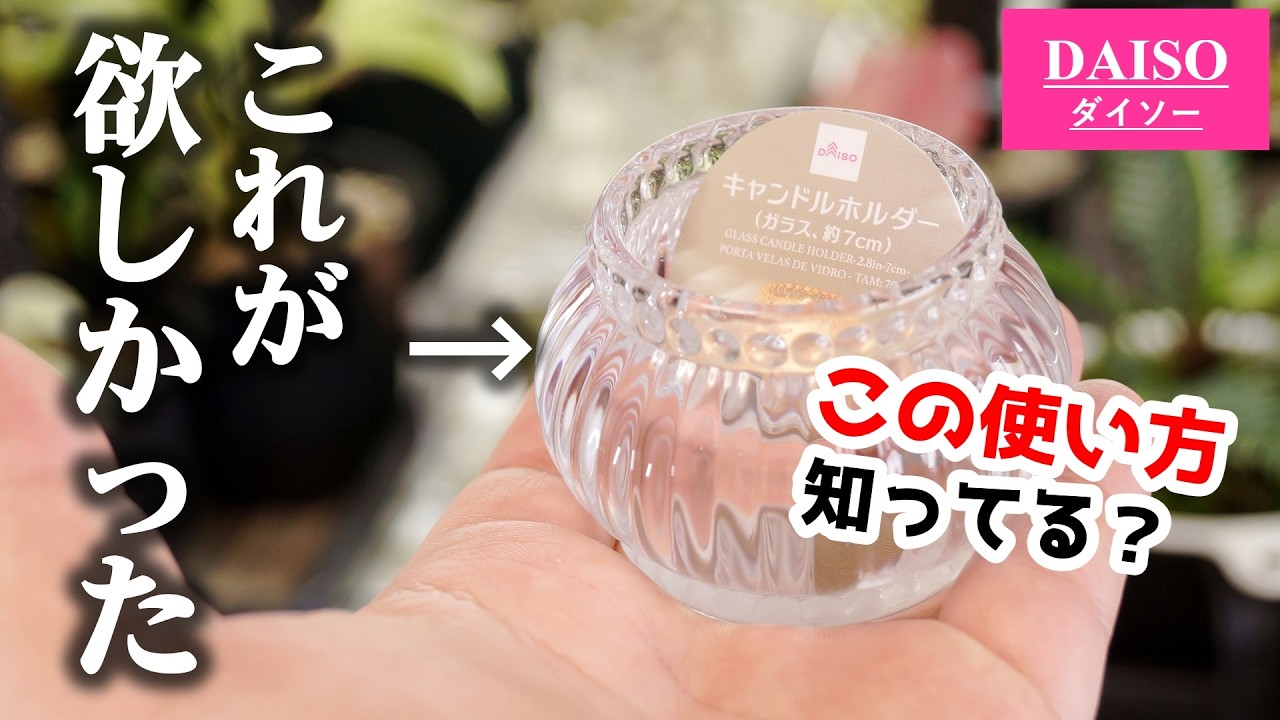 こういうのがいいんだよ！100均で見つけたお洒落な器を園芸用に使ってみたら…♪【観葉植物・苔テラリウム】