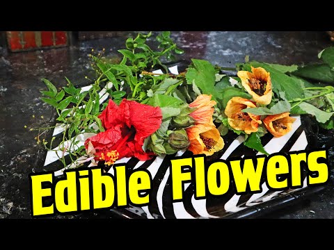 Flowers You Can Eat: Abutilons, Hibiscus And Jasmine - Amazing Plants