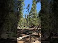 Mariposa grove giants #california #travel #globalexplorer #nationalparks