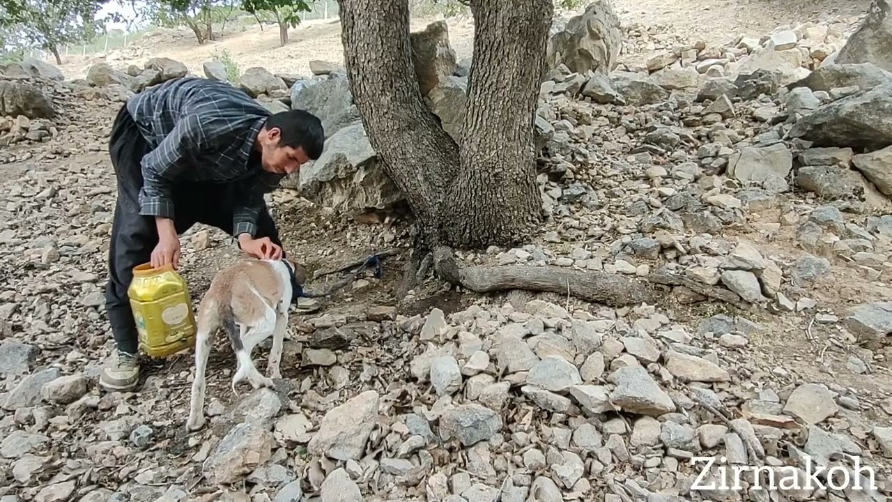 Watering Farmland and Giving Water to My Dog | The Real Life of a Young Rural Man in Nature