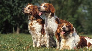 The Alluring History of the Brittany Dog Breed