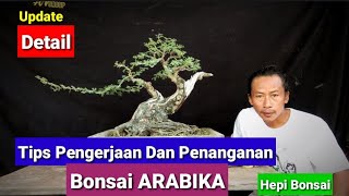 Tips for Handling and Maintaining Arabica Bonsai