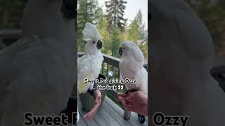 How do you think the first date went? 🤭 #parrot #cockatoo #reaction #dating