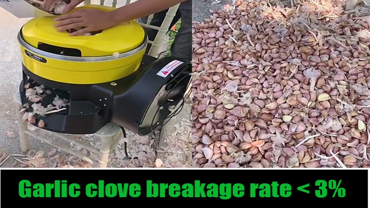 Garlic splitter and clove sorter machine for garlic farm 
