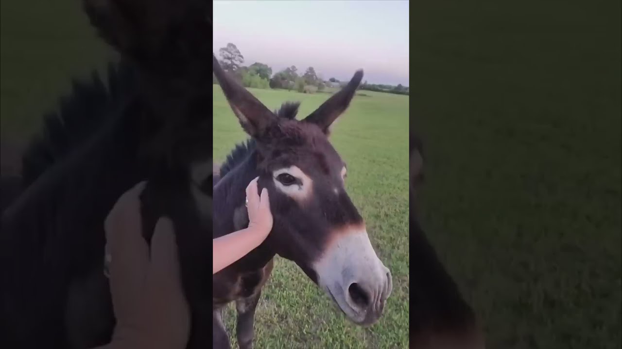 Protective Donkey Won T Allow Lady To Go Near The Fire