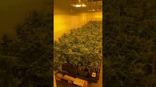 CBD Harlequin