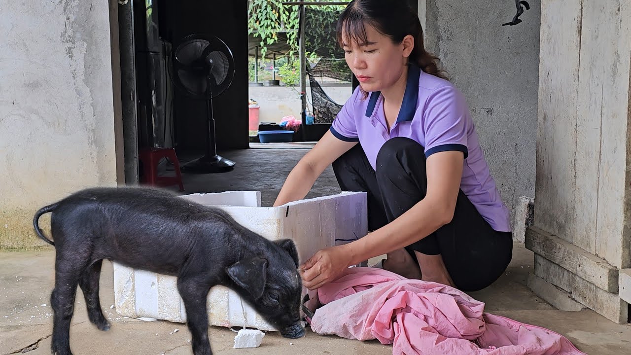 A surviving piglet is raised as a pet pig. Common diseases in poultry farming. ( Ep  287 )