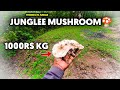 Finding natural mushrooms in jungle  kishan sarivan