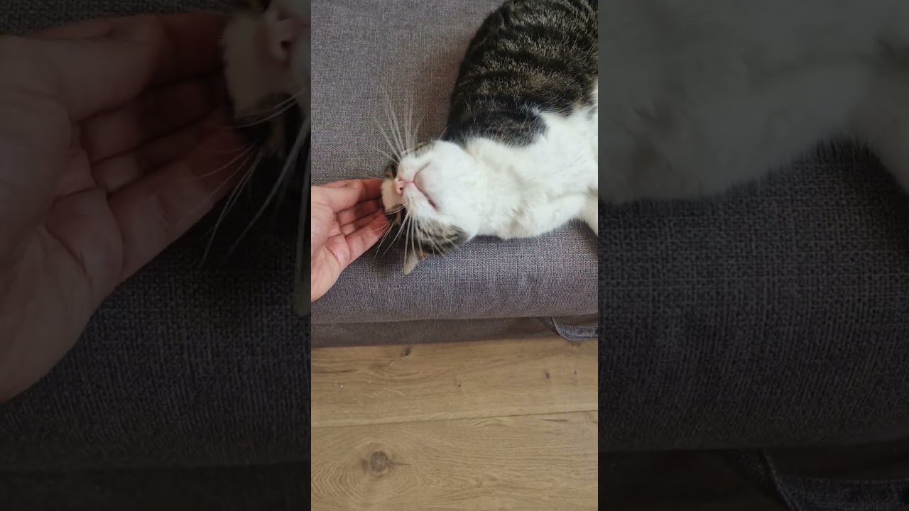 😿ööhh es ist warm ööhh🌞 