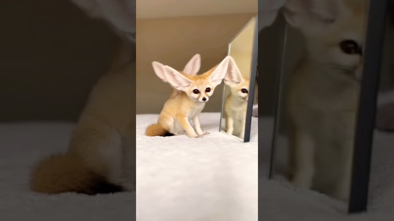 Fennec Fox Sees Mirror for the First Time 🦊🪞 | Cutest Confusion Ever!