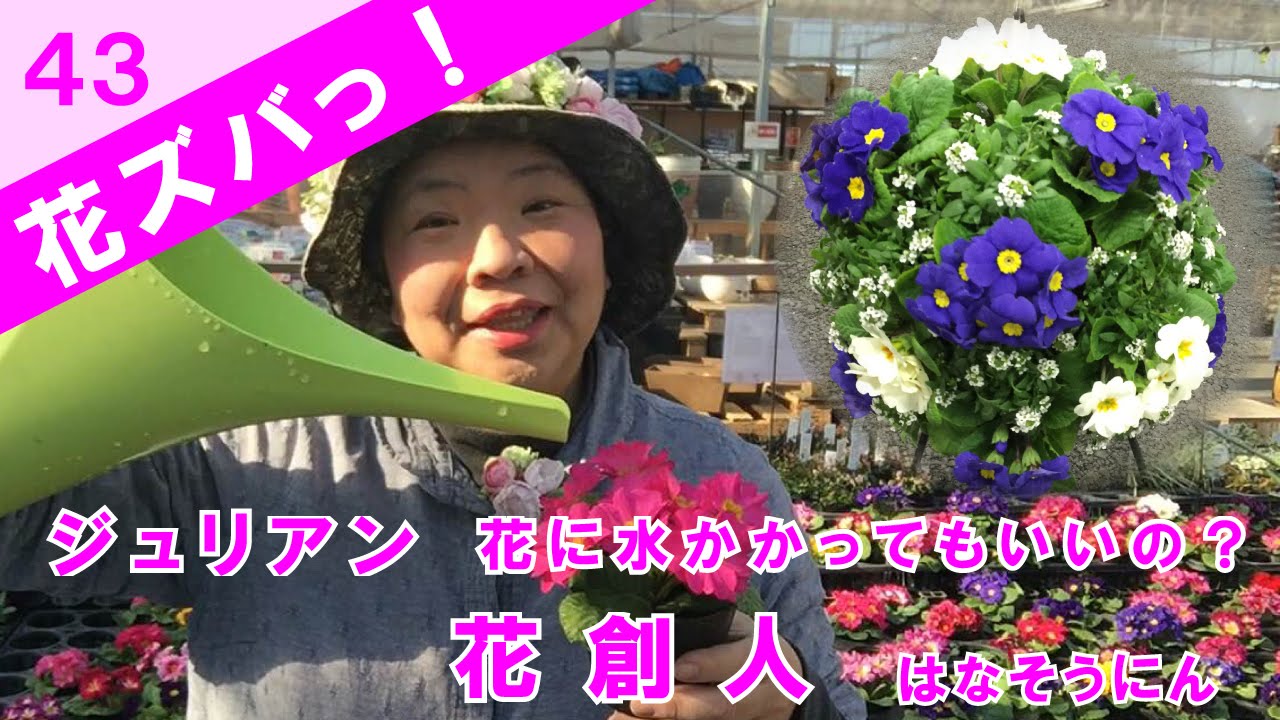 プリムラジュリアン花に水をかけたらダメ 花ズバっ 43旬の花とその使いかた紹介 花創人ガーデニング教室 Youtube プリムラジュリアン花に水をかけたらダメ 花ズバっ 43旬の花とその使いかた紹介 花創人ガーデニング教室 Youtube