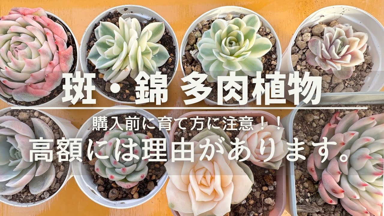 斑と錦【多肉植物】高額には理由があります！購入する前に見極めと確認