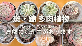 多肉・丸葉フラメンコ錦・派手な色斑・抜き苗 斑と錦【多肉植物】高額には理由があります！購入する前に見極めと確認