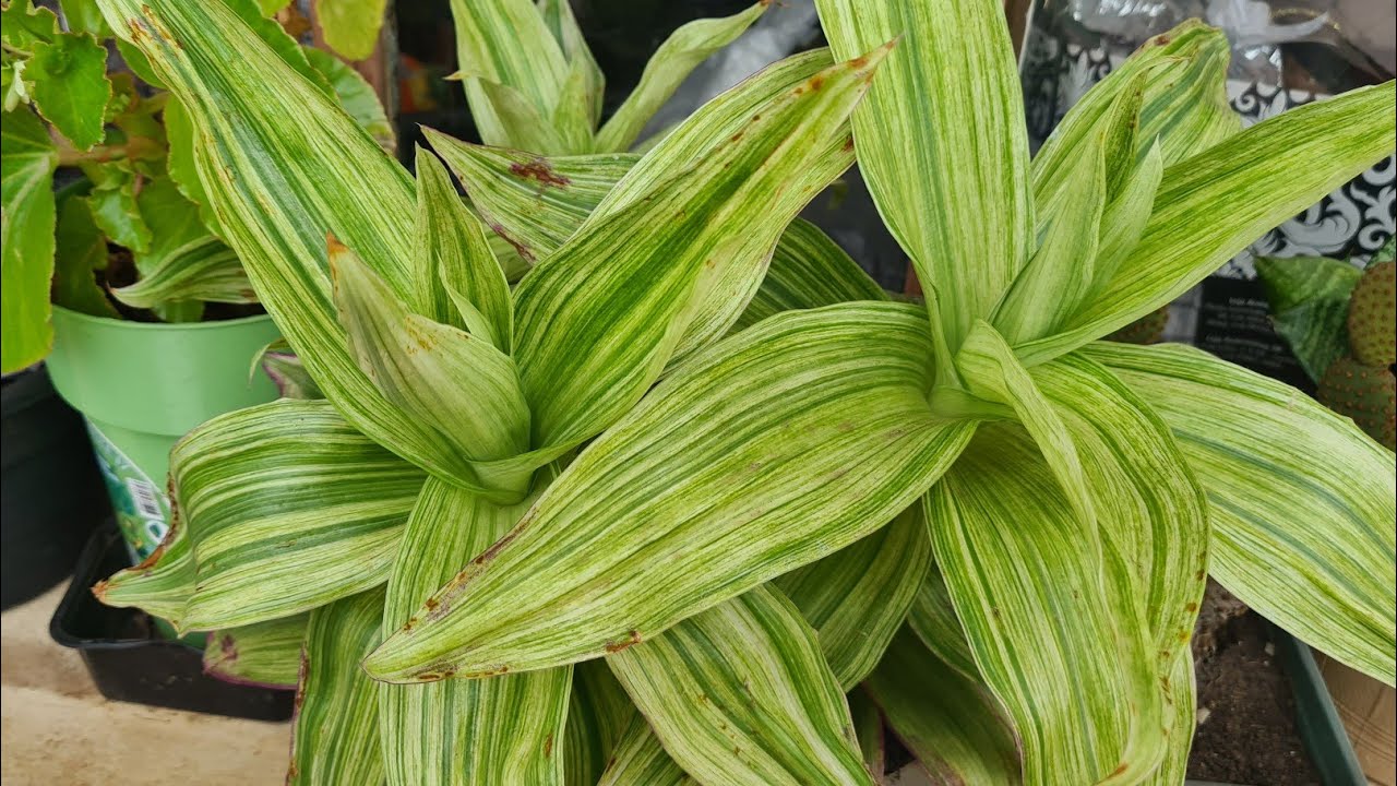 PLANTA CESTA, CALISSIA FRAGRANS 