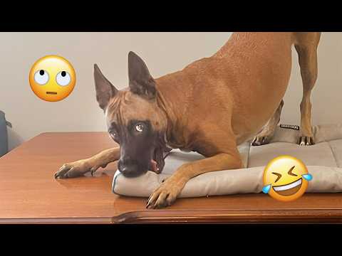 You Laugh, You Lose 😂 Funniest Dogs Compilation 2026 #15