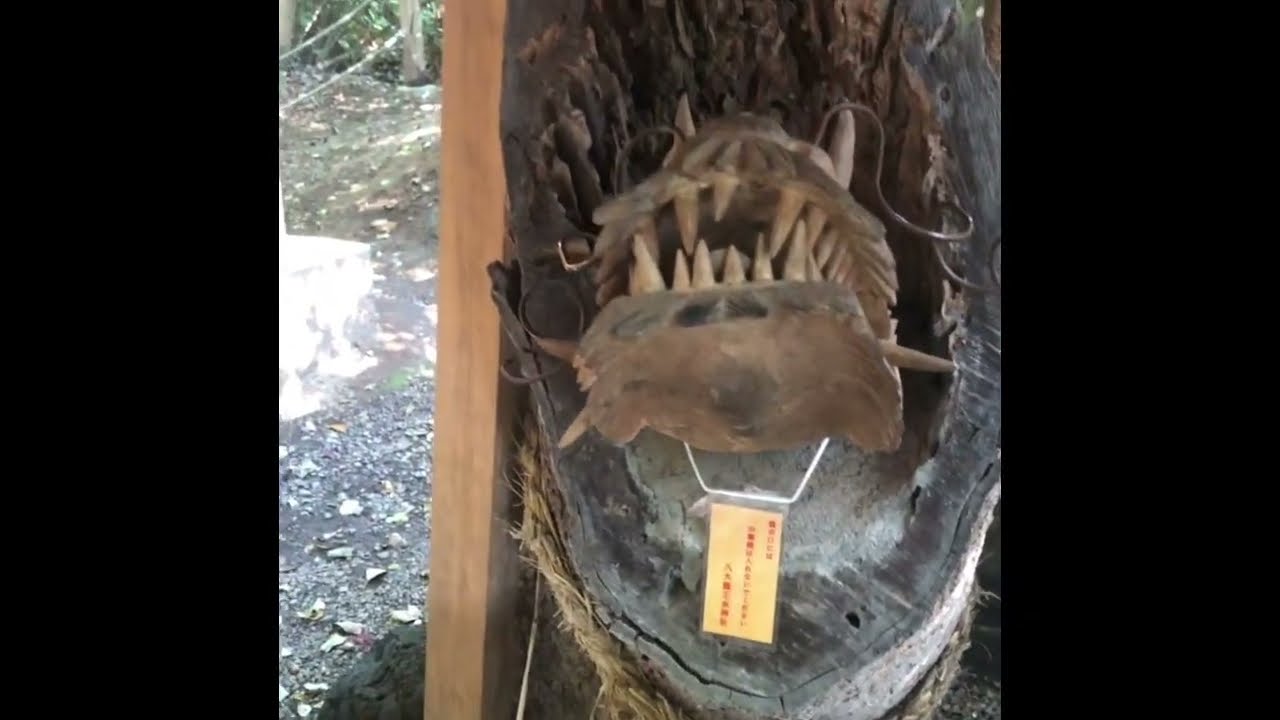 #高千穂町 #八大龍王水神社