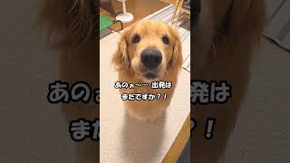 気が早すぎちゃってこうなります😂 ゴールデンレトリバーエルちゃん＃ゴールデンレトリバー　＃goldenretriever＃shorts