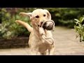 My SWEET dog Labrador/Retriever age 19 weeks - WORLD ANIMAL DAY