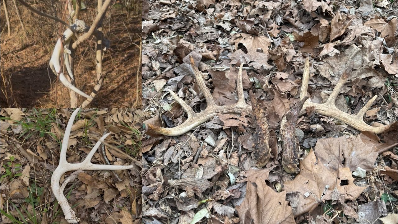 2025 Late Season Finds