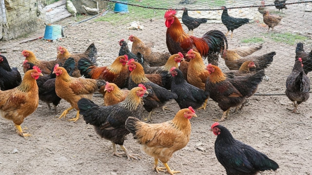 Chickens in Their Natural Habitat - Foraging, Nesting, and Family Behavior!