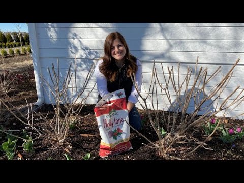 Video: Holly Befrugtningstips - Hvornår og hvordan man befrugter Holly Bushes