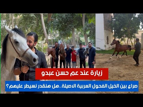 Repost - A Clash Between Purebred Arabian Stallions... Will We Be Able to Control Them? A Visit t...