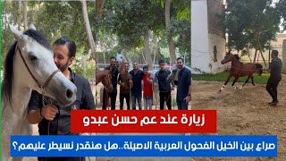  اعادة نشر  - صرا ع بين الخيل الفحول العربية الاصيلة..هل هنقدر نسيطر عليهم؟ زيارة عند عم حسن عبدو