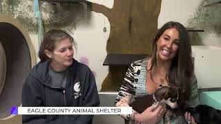 The Vibe: Eagle County Animal Shelter