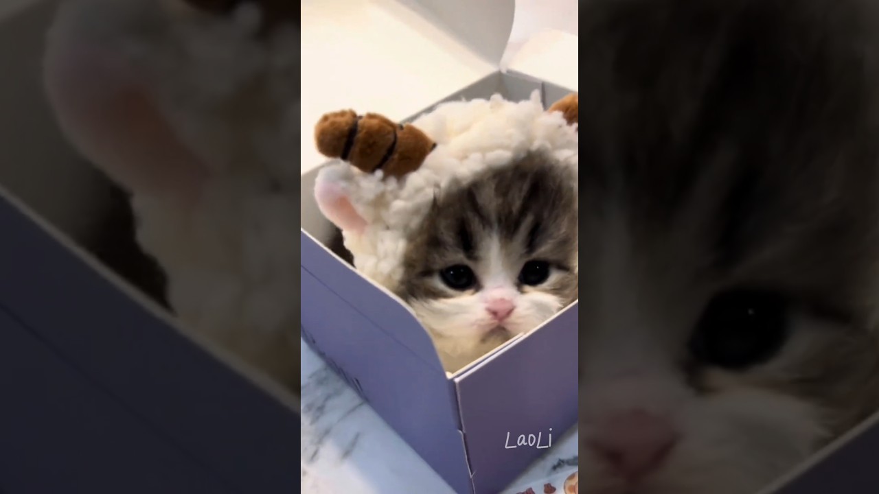 🐾🐱Funny cat short films that cat lovers must watch.