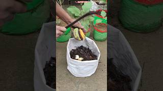 🍆 Eggplant Explosion Growth in Plastic Bag 🌱 | Full Soil Mix + Fertilizer Hack! 🔥 #shorts #brinjal