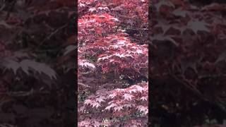 Nature Creates Beauty No Filter Can Match 🍁🇨🇦 | Amazing Red Maple Leaves & Peaceful Nature