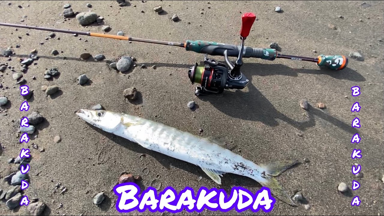 Nggak nyangka Strike Barakuda di Spot Pinggiran_Spot Mancing Hemat Biaya Pantai Marina - Semarangn