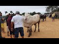 Feira do gado na Cidade de São Benedito Ceará dia 23/01/2021.