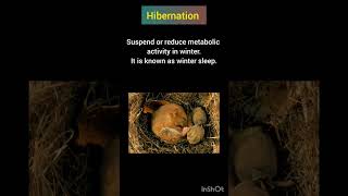 Difference Between The Hibernation, Aestivation And Diapause