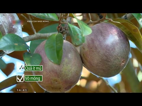 Video Nông dân làm giàu nhờ trồng vú sữa tím - youtube