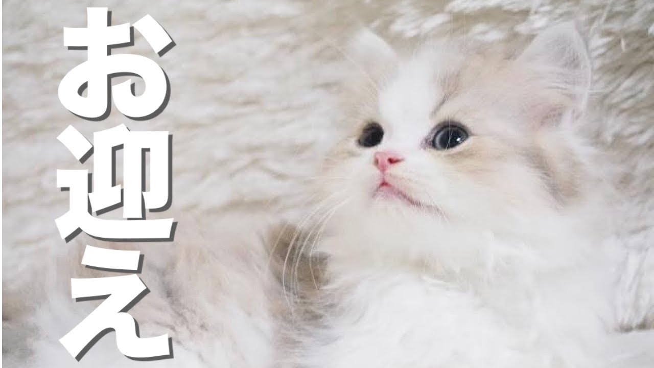 生後2ヶ月の子猫、ミヌエットをお迎えするので実家に帰ります【ペルシャ×マンチカン】｜Kawaii Vlog! Minuet's kitten came to us so I'm going home!