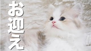 生後2ヶ月の子猫、ミヌエットをお迎えするので実家に帰ります