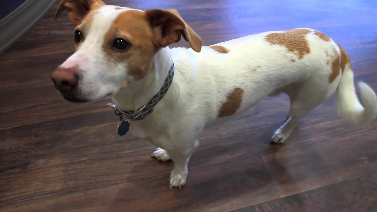 Madeira Veterinary Hospital Short Cincinnati, OH YouTube