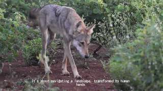 Guardians of the Grasslands as short film by Sara Kamat MSc Wildlife Conservation Action Programme
