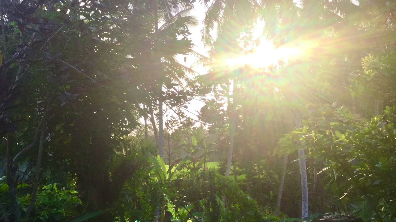 Wild Soul - Mother Earth Awakening