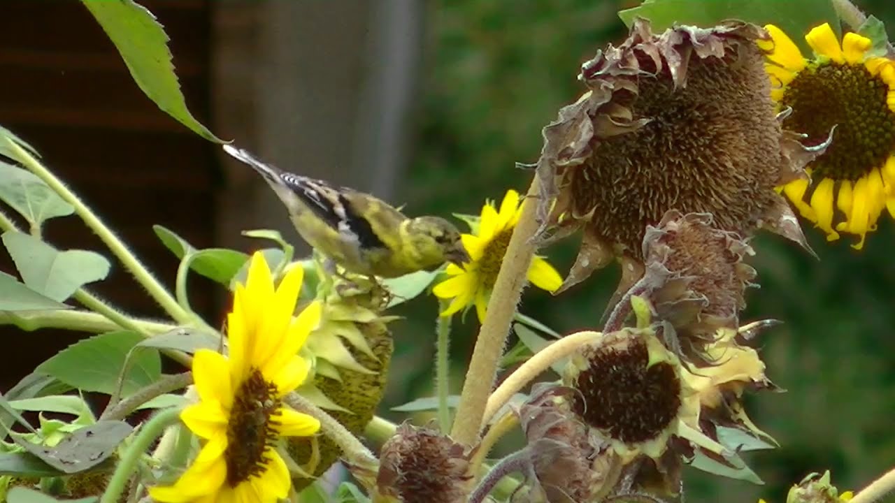 Cute Gold Finches Eating Sunflower Seeds YouTube