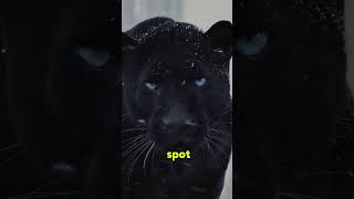 Black Panther #fypシ゚viral #animals #facts #fypshorts #shortvideo #animals #fypシ゚viral #shortsvideo