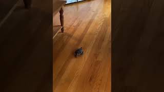 Turtle driving a car! Tiktok: globojay97
