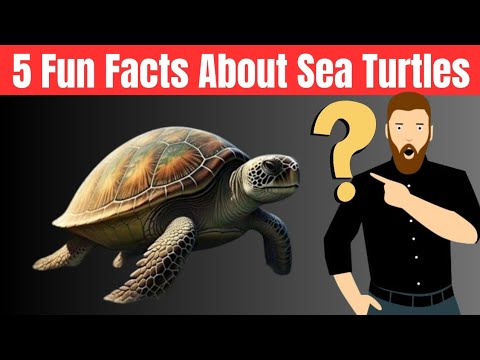 5 Fun Facts